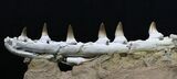 Beautifully Prepared Mosasaur Jaw Section #31589-10